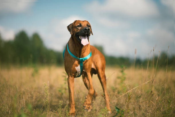 istock Side view at a rhodesian ridgeback for a walk outdoors on a field 1145317130