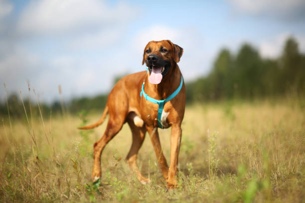 istock Side view at a rhodesian ridgeback for a walk outdoors on a field 1145317131