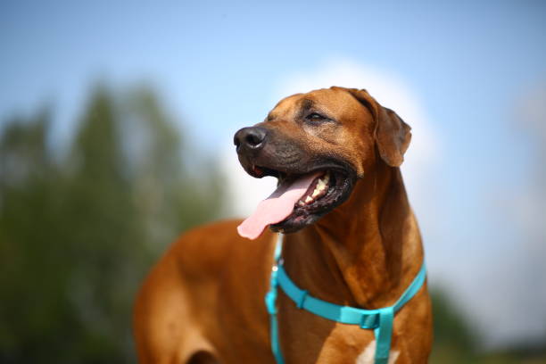 istock Side view at a rhodesian ridgeback for a walk outdoors on a field 1145317133
