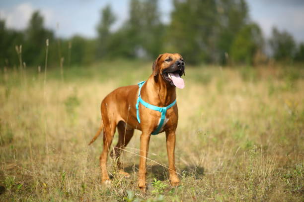 istock Side view at a rhodesian ridgeback for a walk outdoors on a field 1145317135