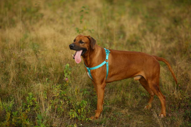 istock Side view at a rhodesian ridgeback for a walk outdoors on a field 1145317180