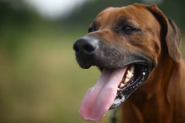 istock Side view at a rhodesian ridgeback for a walk outdoors on a field 1145317203