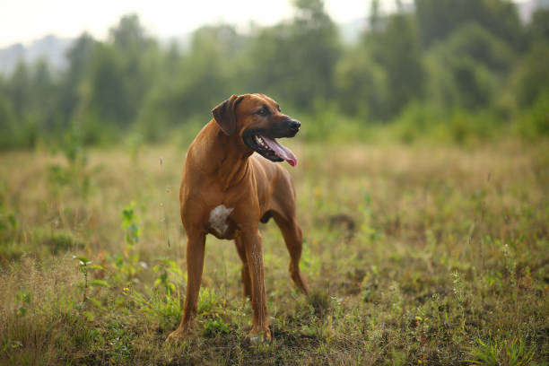 istock Side view at a rhodesian ridgeback for a walk outdoors on a field 1145317217