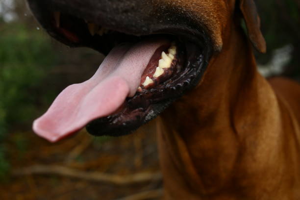 istock Side view at a rhodesian ridgeback for a walk outdoors on a field 1145317241