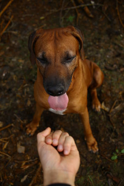 istock Person hand treating a dog rhodesian ridgeback breed 1145317262