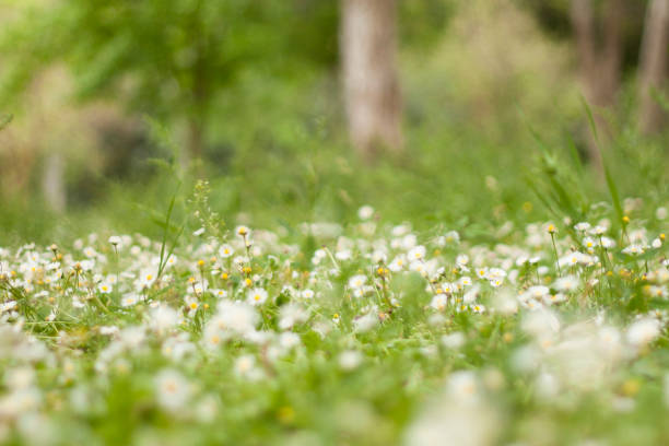 green background flowers growing up in spring time