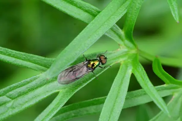 Photo of Soldier fly