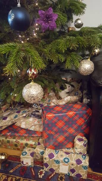 istock My cat Tommi 1145319410