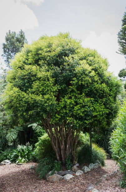 metrosideros bartlettii, también conocido como la rata de bartlett, cape reinga white rata o rata moehau, es endémica de nueva zelanda y es notable por su extrema rareza. - rarity fotografías e imágenes de stock