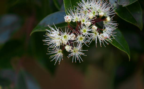 istock Metrosideros bartlettii, also known as Bartlett's rata, Cape Reinga white rata or rata Moehau, is endemic to New Zealand and is notable for its extreme rarity. 1145321636