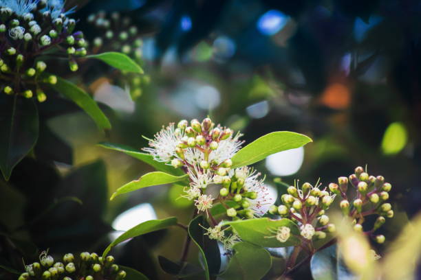 metrosideros bartlettii, también conocido como la rata de bartlett, cape reinga white rata o rata moehau, es endémica de nueva zelanda y es notable por su extrema rareza. - rarity fotografías e imágenes de stock