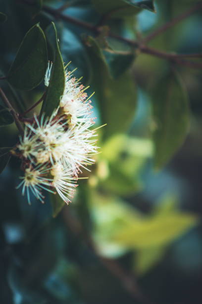 metrosideros bartlettii, también conocido como la rata de bartlett, cape reinga white rata o rata moehau, es endémica de nueva zelanda y es notable por su extrema rareza. - rarity fotografías e imágenes de stock