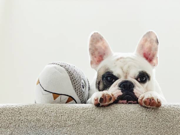 Portrait of a tired French Bulldog lying next to her toy shark Front view of a grumpy and tired Frenchie dog french bulldog puppies stock pictures, royalty-free photos & images