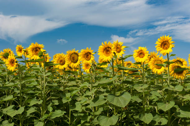 istock sunflowers in bloom 1145329276
