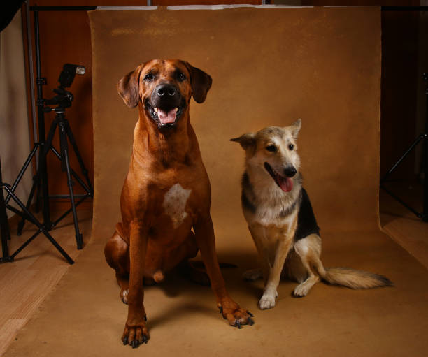 istock Studio shot of a two dogs sitting on brown Background 1145330348