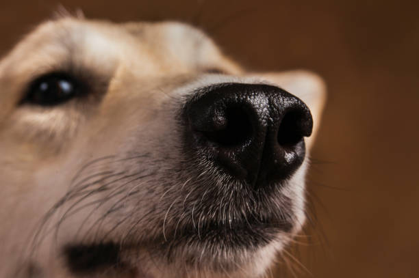 istock Close-up view at dog's nose in studio on brown background with copy space 1145330378