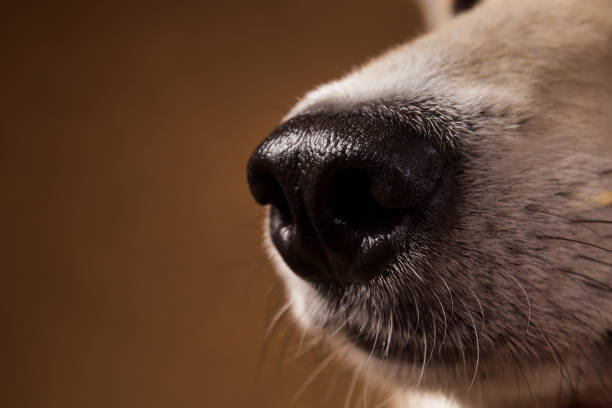 istock Close-up view at dog's nose in studio on brown background with copy space 1145330380