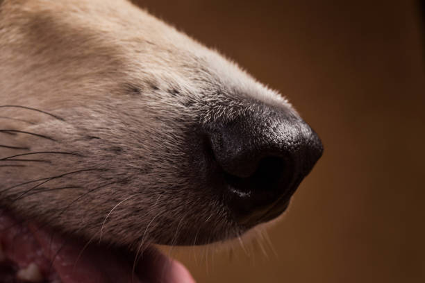 istock Close-up view at dog's nose in studio on brown background with copy space 1145330385