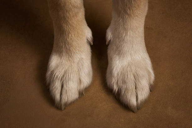 istock Close-up view at dog's paws in studio on brown background with copy space 1145330406