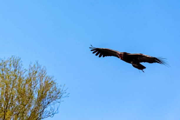 istock Flying lappet-faced vulture (Torgos tracheliotos) also known as Nubian vulture 1145332305