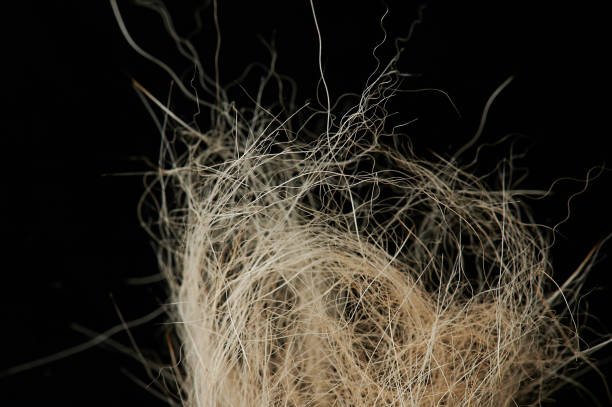 istock Messy animal hair 1145339548