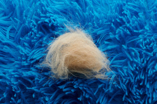 istock Brown animal fur on blue carpet 1145339550