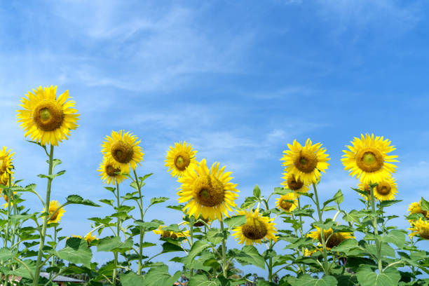 istock Yellow Sunflower with the Blue Sky background. 1145339584