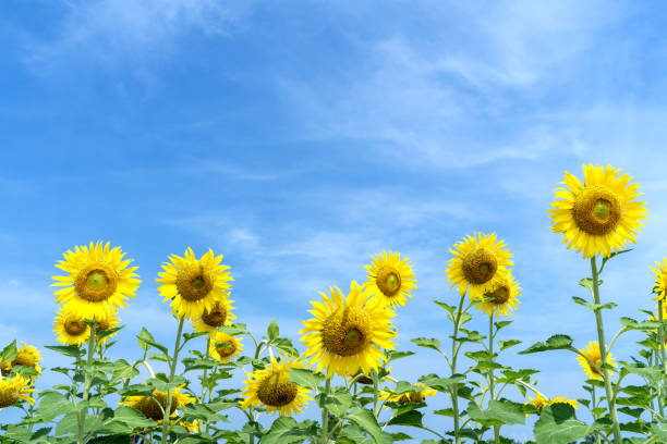 istock Yellow Sunflower with the Blue Sky background. 1145339600