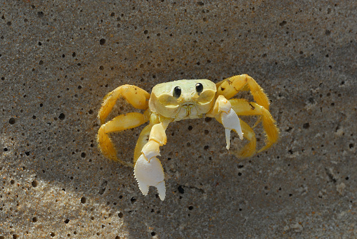 Crab on the sand defends himself from you. A beach in the caribbean sea.