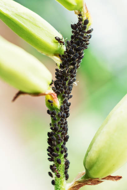 aphids 및 개미 - black bean aphid 뉴스 사진 이미지