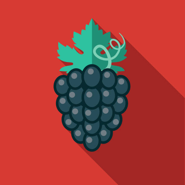 illustrazioni stock, clip art, cartoni animati e icone di tendenza di icona vino uva viola - red grape