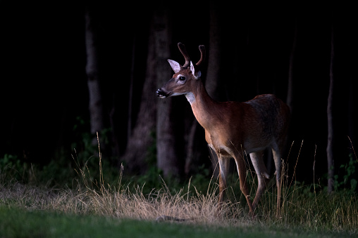 A deer is lit by a car's headlights as it stands on the side of a road at night in Woodland Park, New Jersey.
