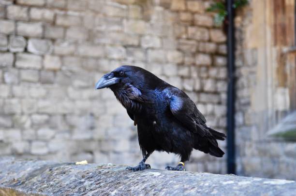 raven - local landmark international landmark middle ages tower of london imagens e fotografias de stock