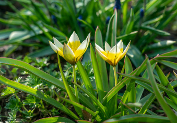Miniature Tulip Dasystemon Tarda during flowering in the spring Miniature Tulip Dasystemon Tarda during flowering in the spring tulipa tarda stock pictures, royalty-free photos & images