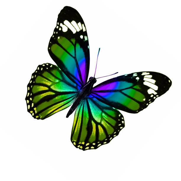 istock tropical green butterfly. isolated on white background 1145350496