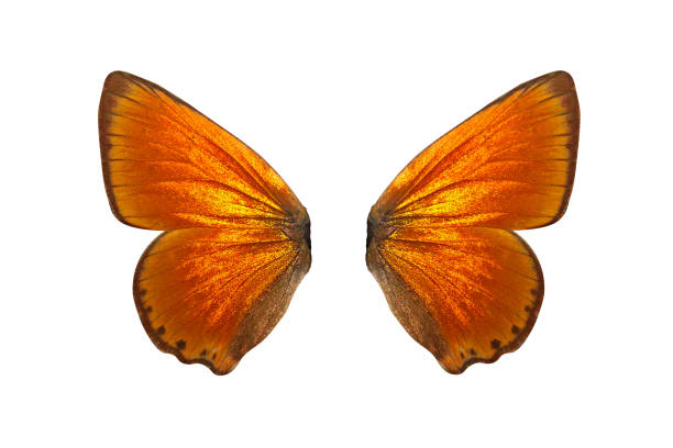 Tawny Coster , Common Tiger , Peacock Pansy and Marbled Map butterfly , Colorful butterflies isolated on white background