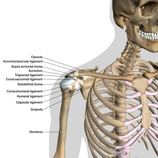 carta di anatomia etichettata dei legamenti delle spalle su sfondo bianco - shoulder bone foto e immagini stock