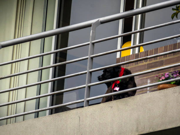 A minimalist view of the facade of the building with two big windows. Dogs are observing all around from windows.