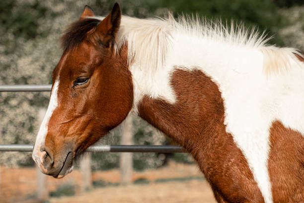 istock Horse in a countryside 1145357732