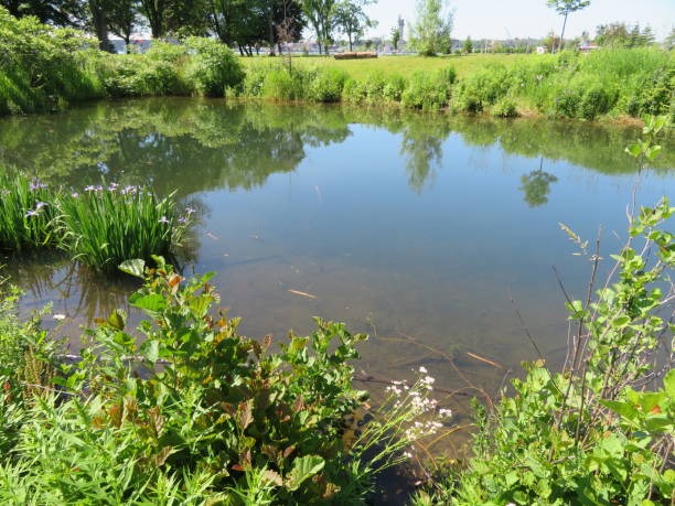 istock Pond in Summer surrounded by lush green foliage and marsh plants 1145359833