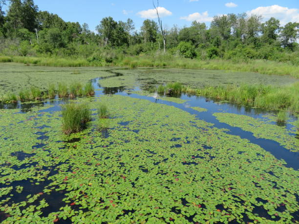 istock Scenic marsh wetland lake with floating plants surrounded by forest 1145359875