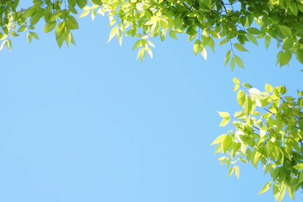 istock Fresh green leaves of blue sky background, Maple, Cherinry tree, Zelkova tree 1145360515