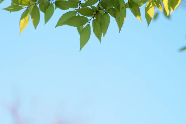 istock Fresh green leaves of blue sky background, Maple, Cherinry tree, Zelkova tree 1145360524