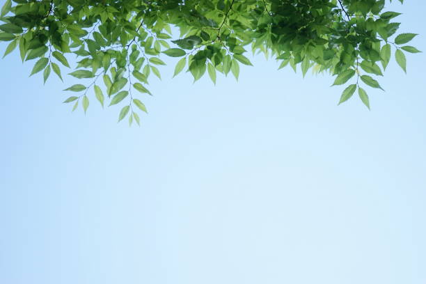 istock Fresh green leaves of blue sky background, Maple, Cherinry tree, Zelkova tree 1145360525