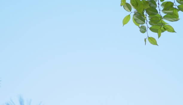 istock Fresh green leaves of blue sky background, Maple, Cherinry tree, Zelkova tree 1145360567