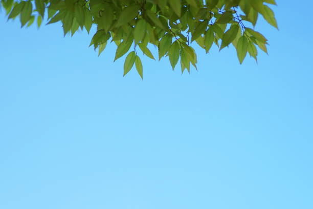 istock Fresh green leaves of blue sky background, Maple, Cherinry tree, Zelkova tree 1145360578