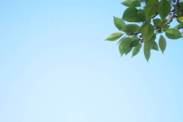 istock Fresh green leaves of blue sky background, Maple, Cherinry tree, Zelkova tree 1145360591
