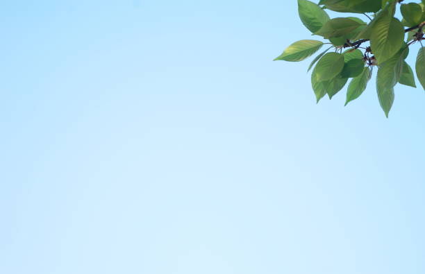 istock Fresh green leaves of blue sky background, Maple, Cherinry tree, Zelkova tree 1145360682