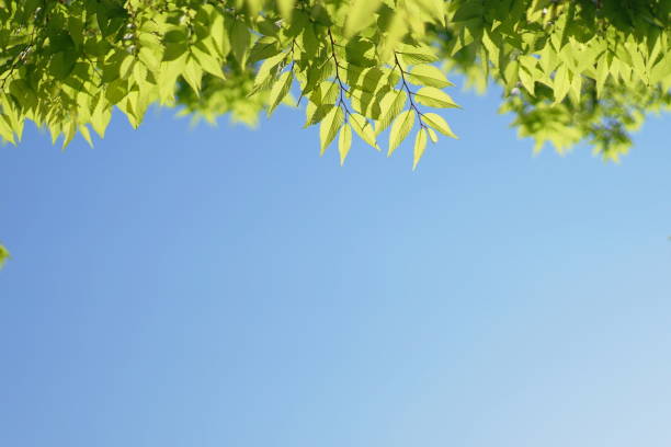 istock Fresh green leaves of blue sky background, Maple, Cherinry tree, Zelkova tree 1145360717