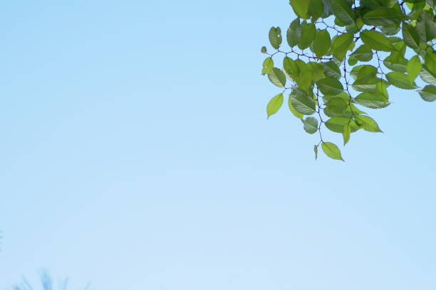 istock Fresh green leaves of blue sky background, Maple, Cherinry tree, Zelkova tree 1145360720